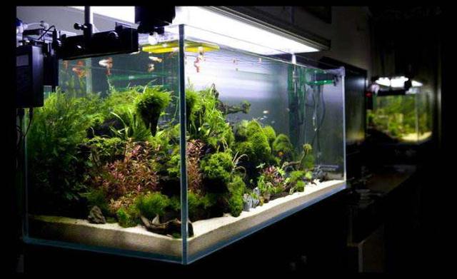 沸石神奇|水族館養魚(yú)不死只因魚(yú)缸放了沸石